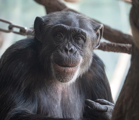 chimpanzee